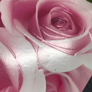 Meet your Posher, Geraldine